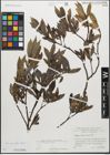 Foto von Salix myrsinifolia Salisb.